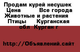 Продам курей несушек › Цена ­ 350 - Все города Животные и растения » Птицы   . Курганская обл.,Курган г.